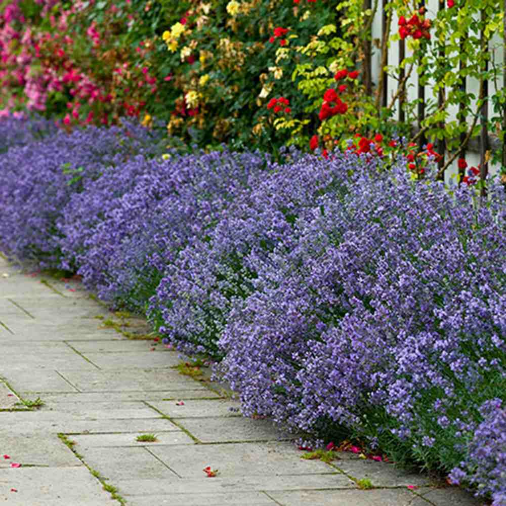 Lavanda Englezeasca Hidcote Blue, cu flori albastre-mov si parfum seducator