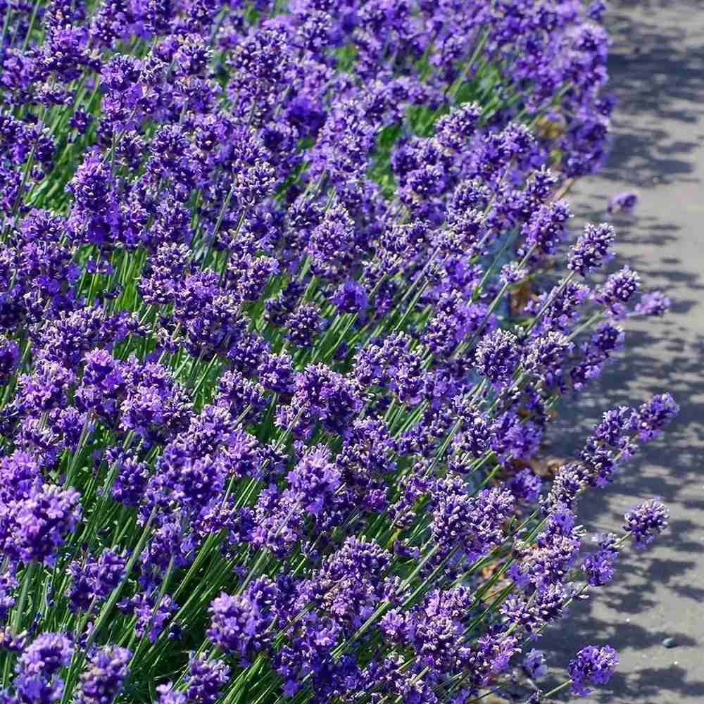 Lavanda Englezeasca Dwarf Blue, lavanda pitica parfumata, inflorire vara, atrage albine