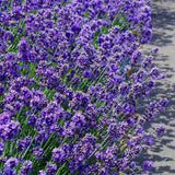 Lavanda Englezeasca Dwarf Blue, lavanda pitica parfumata, inflorire vara, atrage albine
