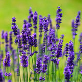 Lavanda Englezeasca Dwarf Blue, lavanda pitica parfumata, inflorire vara, atrage albine