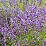 Lavanda Englezeasca Imperial Gem, flori violet parfumate, arbust peren rezistent