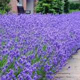 Lavanda Englezeasca Angustifolia Munstead, lavanda parfumata mov, inflorire vara, rezistenta frig -20°C