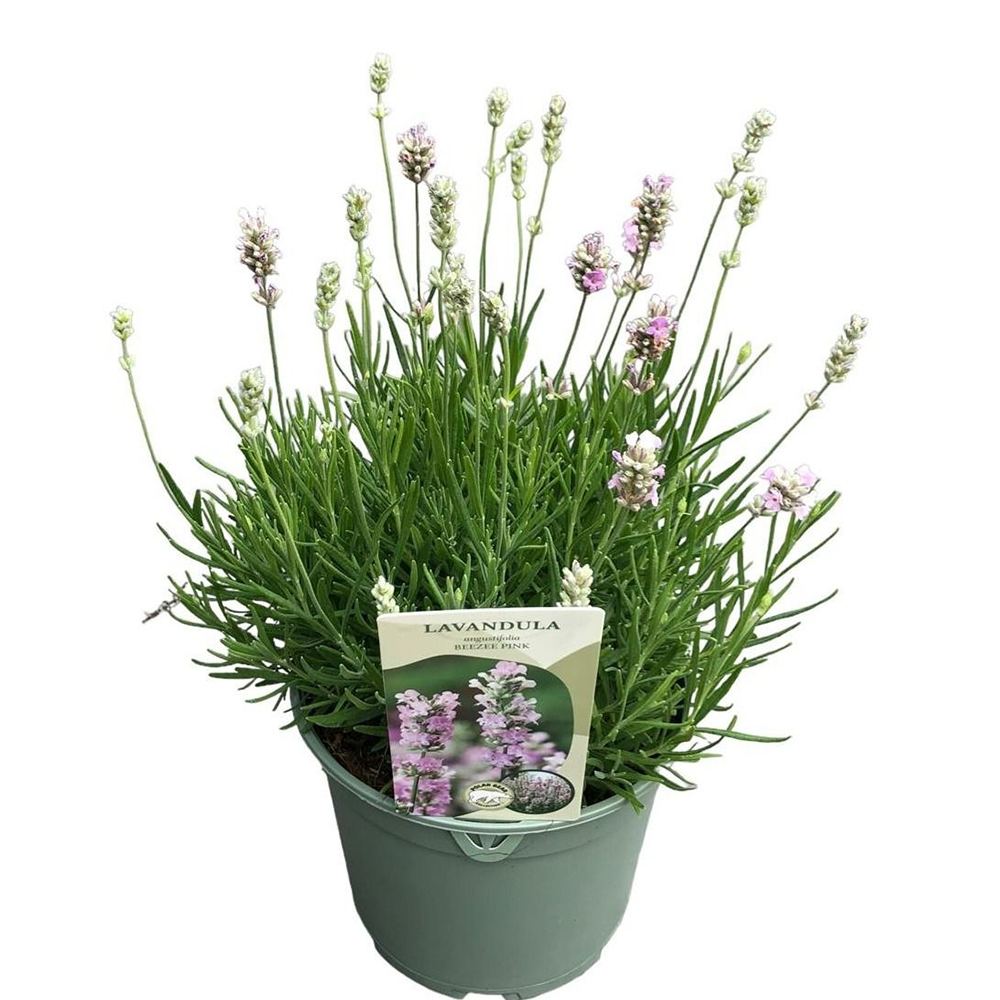 Lavanda Englezeasca roz BeeZee Pink (Lavandula angustifolia), 30 cm, planta perena parfumata, rezistenta la ger