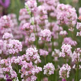 Lavanda Englezeasca roz BeeZee Pink (Lavandula angustifolia), 30 cm, planta perena parfumata, rezistenta la ger