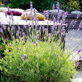 Lavanda Englezeasca Platinum Blonde (Lavandula angustifolia), parfumata, frunze variegate