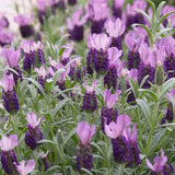 Lavanda Spaniola (Stoechas) Anouk Tip Copacel, cu flori violet intens si parfum puternic