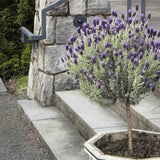 Lavanda Spaniola (Stoechas) Anouk Tip Copacel, cu flori violet intens si parfum puternic