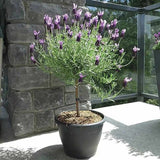Lavanda Spaniola (Stoechas) Anouk Tip Copacel, cu flori violet intens si parfum puternic