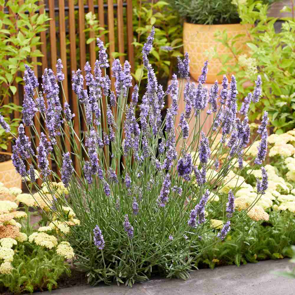 Lavanda hibrida Sensational, cu flori, mov intens, foarte parfumata, rezistenta frig, frunzis argintiu-verzui