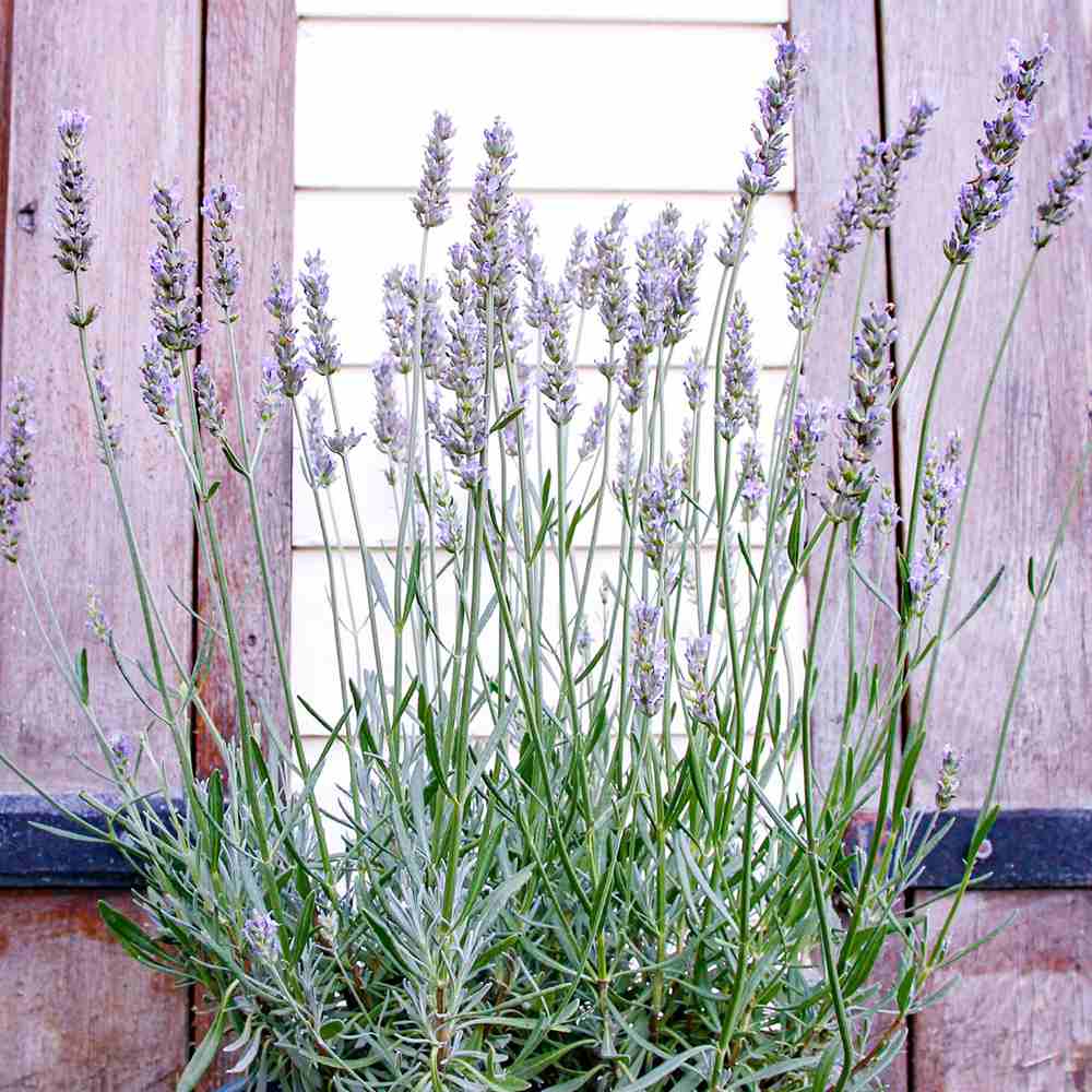 Lavanda hibrida Sensational, cu flori, mov intens, foarte parfumata, rezistenta frig, frunzis argintiu-verzui