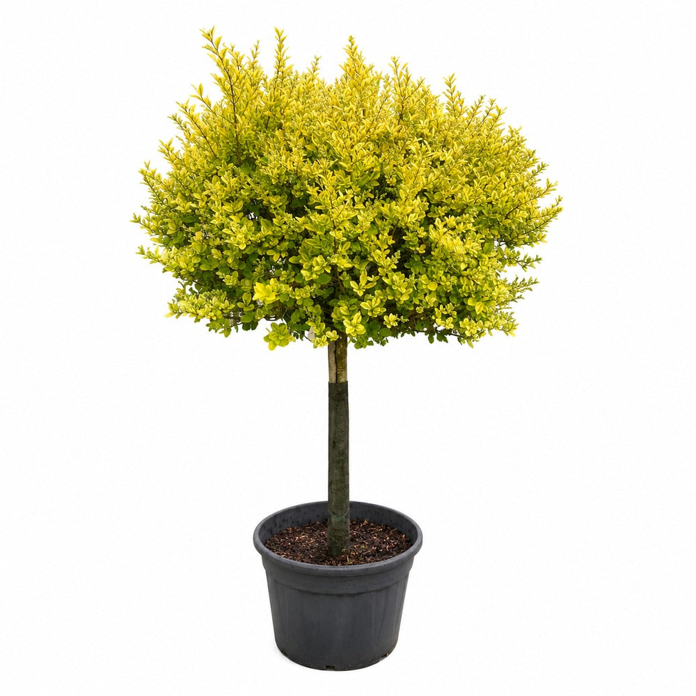 Arany levelű fagyal (Ligustrum ovalifolium ‘Aureum’), kétszínű ovális lombbal, dekoratív sövénynövény, félörökzöld, gyors növekedésű