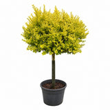 Arany levelű fagyal (Ligustrum ovalifolium ‘Aureum’), kétszínű ovális lombbal, dekoratív sövénynövény, félörökzöld, gyors növekedésű