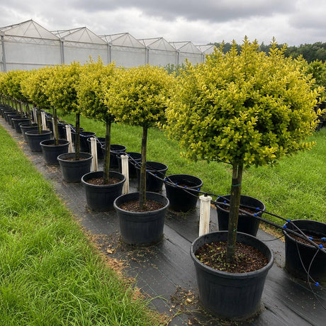 Arany levelű fagyal (Ligustrum ovalifolium ‘Aureum’), kétszínű ovális lombbal, dekoratív sövénynövény, félörökzöld, gyors növekedésű