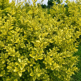 Arany levelű fagyal (Ligustrum ovalifolium ‘Aureum’), kétszínű ovális lombbal, dekoratív sövénynövény, félörökzöld, gyors növekedésű