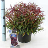 Leucothoe Burning Love, arbust vesnic verde cu frunzis rosu intens si flori albe elegante, forma compacta