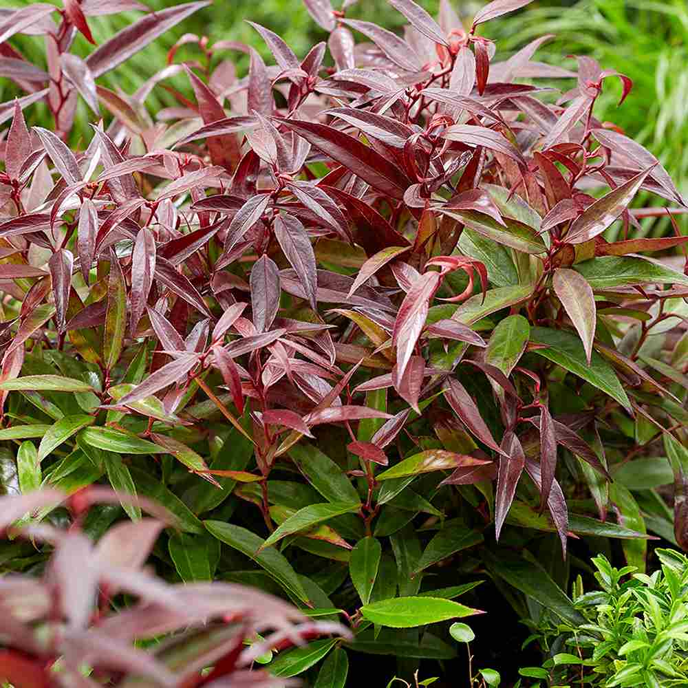 Leucothoe Burning Love, arbust vesnic verde cu frunzis rosu intens si flori albe elegante, forma compacta