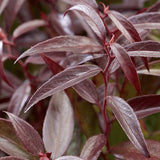 Leucothoe Burning Love, arbust vesnic verde cu frunzis rosu intens si flori albe elegante, forma compacta