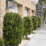Lemn Cainesc Texanum, arbust decorativ vesnic verde, flori parfumate, usor de intretinut
