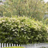 Lemn Cainesc Texanum, arbust decorativ vesnic verde, flori parfumate, usor de intretinut