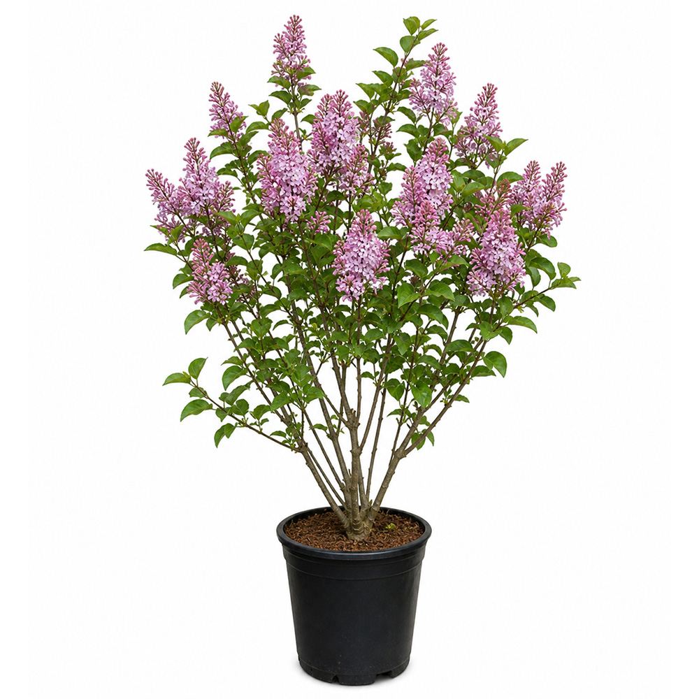 Orgona 'California Rose' – korai virágzású, intenzíven illatos rózsaszín díszcserje