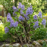 Orgona bonsai 'Blue Lagoon' – kékeslila illatvirágú, érett törzsű díszcserje