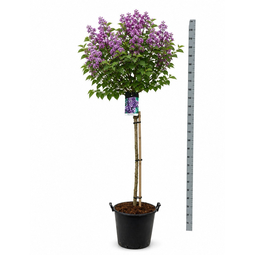 Nemes orgona (Syringa) Charles Joly – sötétlila, telt virágok, intenzív illat, napkedvelő