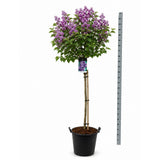 Nemes orgona (Syringa) Charles Joly – sötétlila, telt virágok, intenzív illat, napkedvelő