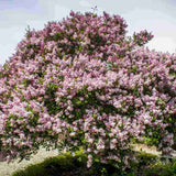 Liliac Nobil (Syringa) Sensation, arbust decorativ cu flori duble mov cu margini albe, parfum puternic, iubitor de soare
