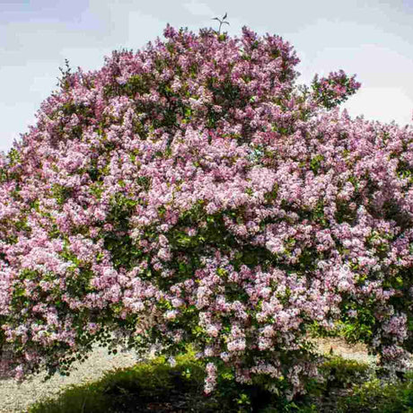 Liliac Copac Nobil (Syringa) Sensation, flori violet cu margine alba parfumate, parfum moderat, iubitor de soare
