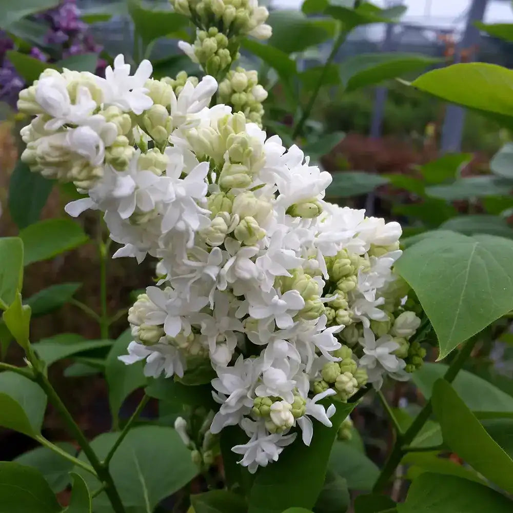 Liliac Nobil (Syringa) Madame Lemoine, arbust decorativ cu flori duble albe, parfum intens, inflorire abundenta