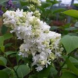 Liliac Nobil (Syringa) Madame Lemoine, arbust decorativ cu flori duble albe, parfum intens, inflorire abundenta