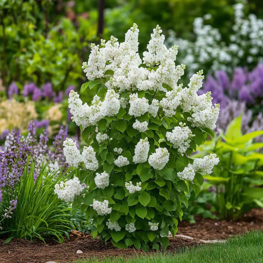 Liliac Nobil (Syringa) Madame Lemoine, arbust decorativ cu flori duble albe, parfum intens, inflorire abundenta