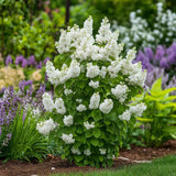 Liliac Nobil (Syringa) Madame Lemoine, arbust decorativ cu flori duble albe, parfum intens, inflorire abundenta