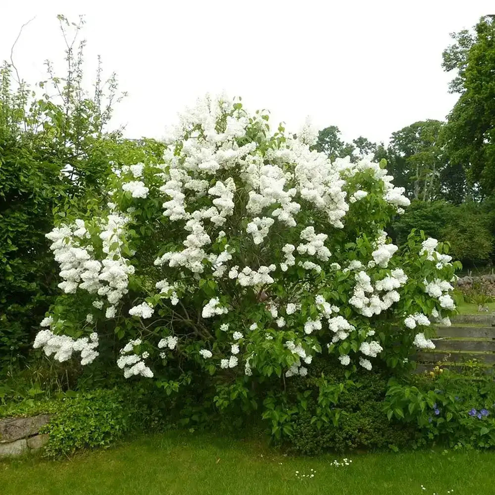 Liliac Nobil (Syringa) Madame Lemoine, arbust decorativ cu flori duble albe, parfum intens, inflorire abundenta