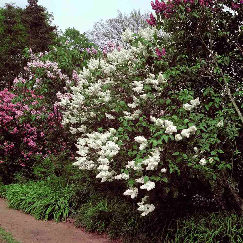 Liliac Nobil (Syringa) Madame Lemoine, arbust decorativ cu flori duble albe, parfum intens, inflorire abundenta