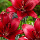 Bulbi de Crini imperiali Asiatic Red, set de 2 bulbi cu flori rosii aprinse, rezistenti la frig, inflorire iunie-iulie