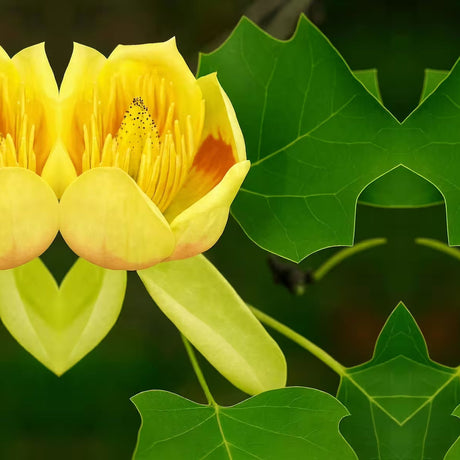 Oszlopos tulipánfa 'Fastigiata' – nemes lombhullató díszfa szép virágokkal