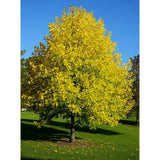 Tulipánfa (Liriodendron tulipifera), sárga, tulipán alakú – enyhén illatos – virágokkal, karéjos levelekkel, gyors növekedésű fa