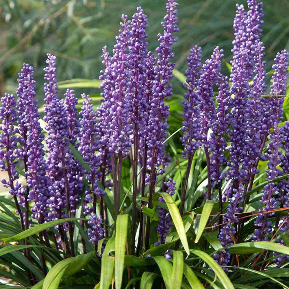 Liríope (Liriope muscari) – évelő díszfű lila virágokkal és örökzöld lombozattal