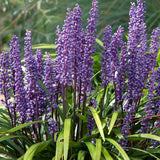 Liríope (Liriope muscari) – évelő díszfű lila virágokkal és örökzöld lombozattal