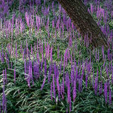Liríope (Liriope muscari) – évelő díszfű lila virágokkal és örökzöld lombozattal