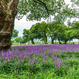 Liríope (Liriope muscari) – évelő díszfű lila virágokkal és örökzöld lombozattal