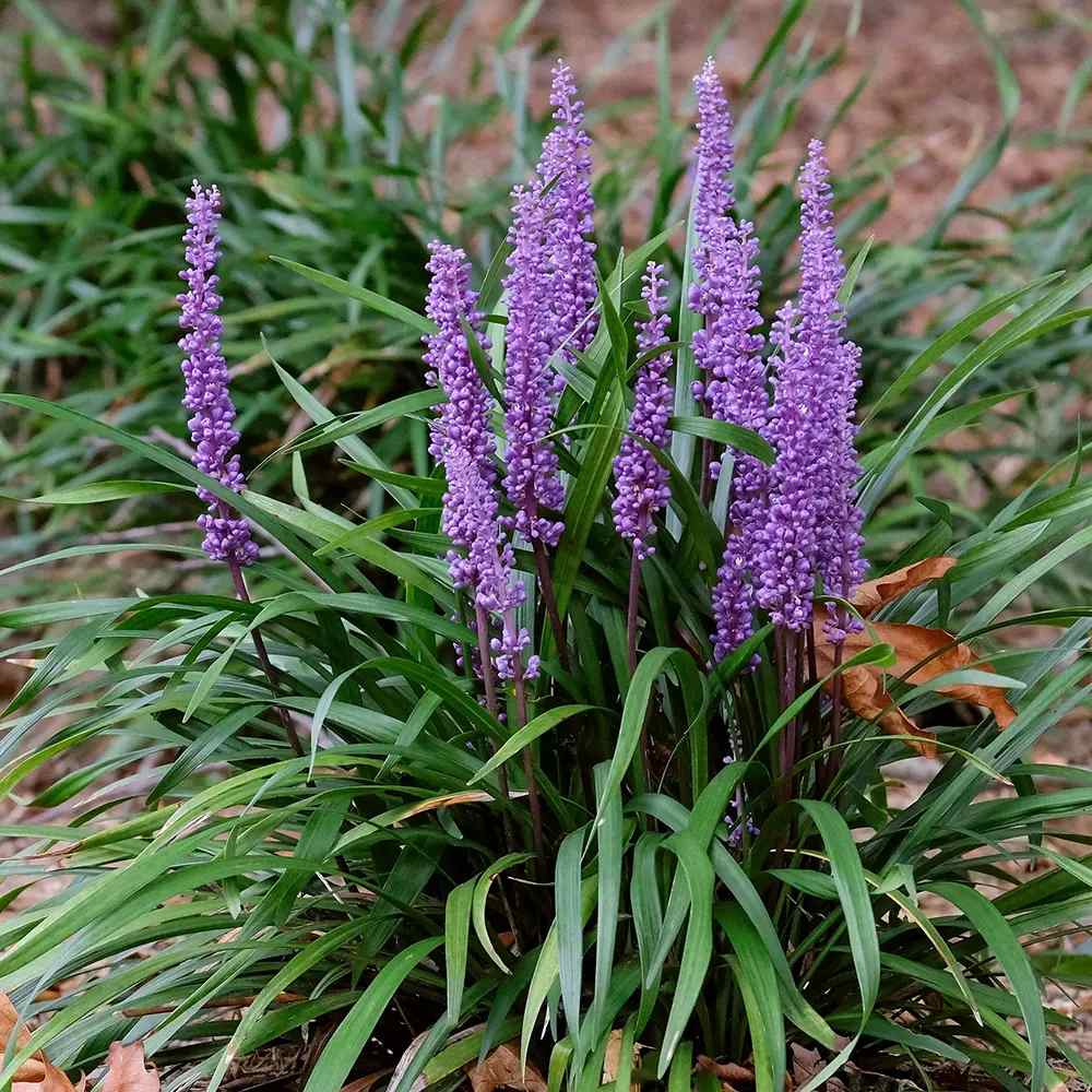 Liríope (Liriope muscari) – évelő díszfű lila virágokkal és örökzöld lombozattal