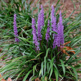 Liríope (Liriope muscari) – évelő díszfű lila virágokkal és örökzöld lombozattal
