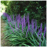 Liríope (Liriope muscari) – évelő díszfű lila virágokkal és örökzöld lombozattal