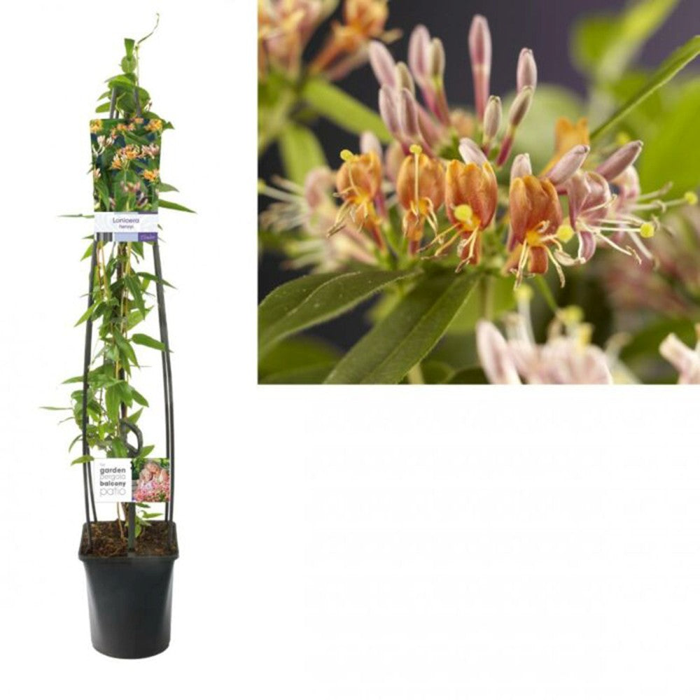 Mana Maicii Domnului/Caprifoi (Lonicera) Henryi, vesnic verde, cataratoare, cu flori parfumate si crestere rapida