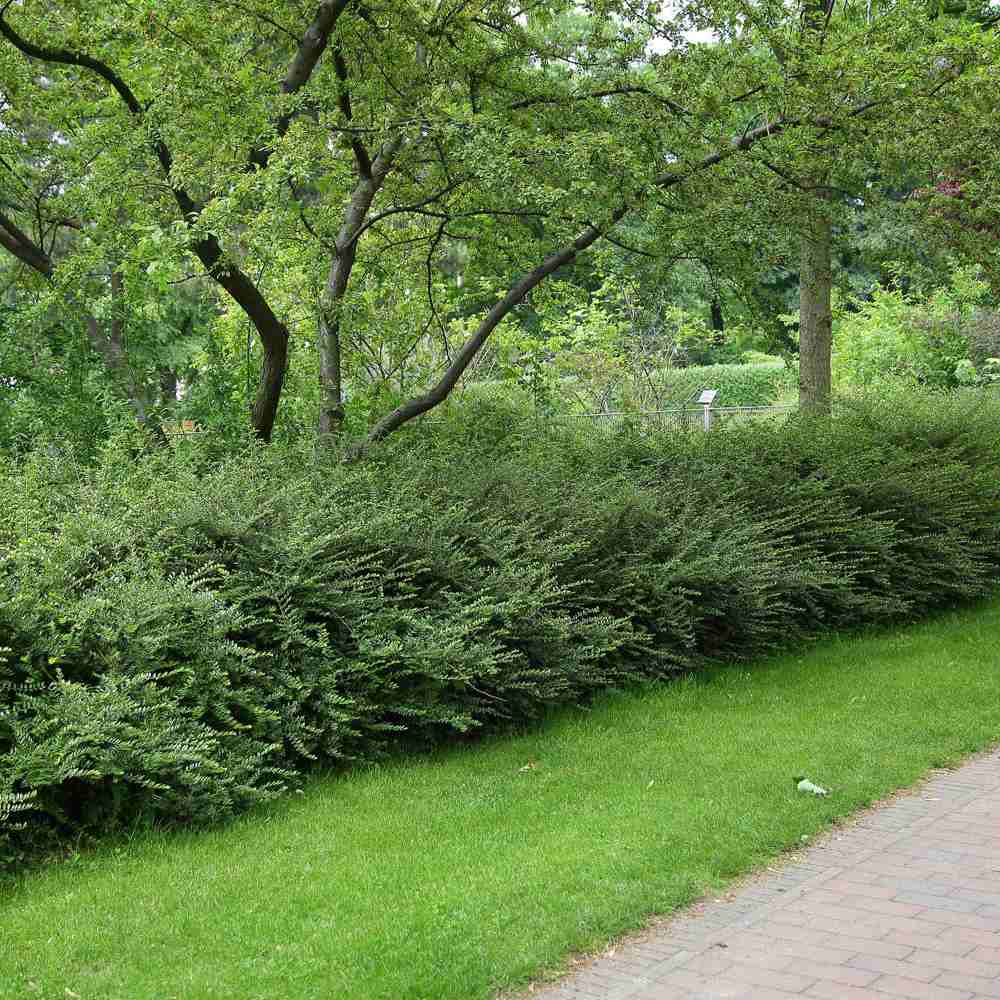 Örökzöld lonc ‘Elegant’ (Lonicera nitida), kompakt cserje, alacsony sövényhez, szegélyekhez és formára nyírva is ideális
