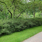 Örökzöld lonc ‘Elegant’ (Lonicera nitida), kompakt cserje, alacsony sövényhez, szegélyekhez és formára nyírva is ideális