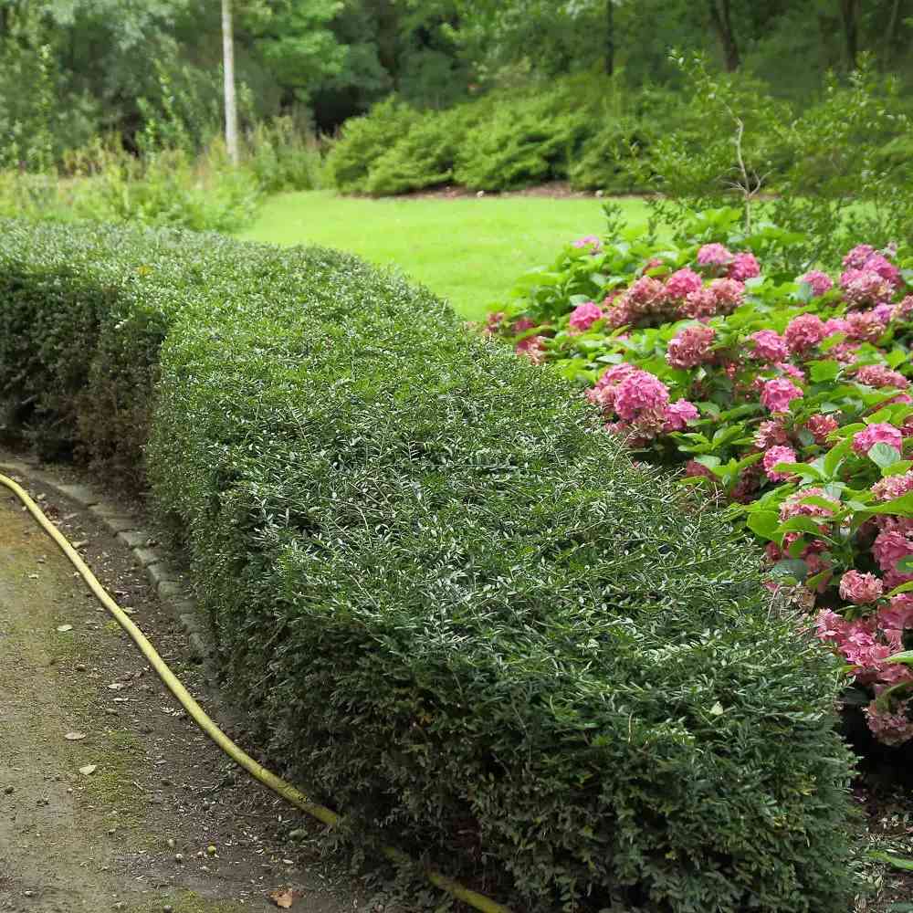 Örökzöld lonc ‘Elegant’ (Lonicera nitida), kompakt cserje, alacsony sövényhez, szegélyekhez és formára nyírva is ideális