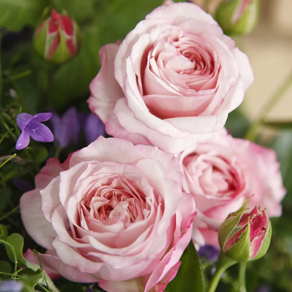 Trandafir Floribunda roz-pastelat Rosenfaszination, cu parfum intens, inflorire repetata si distinctia ADR